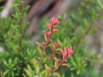 Podocarpus x 'Young Rusty'-10124