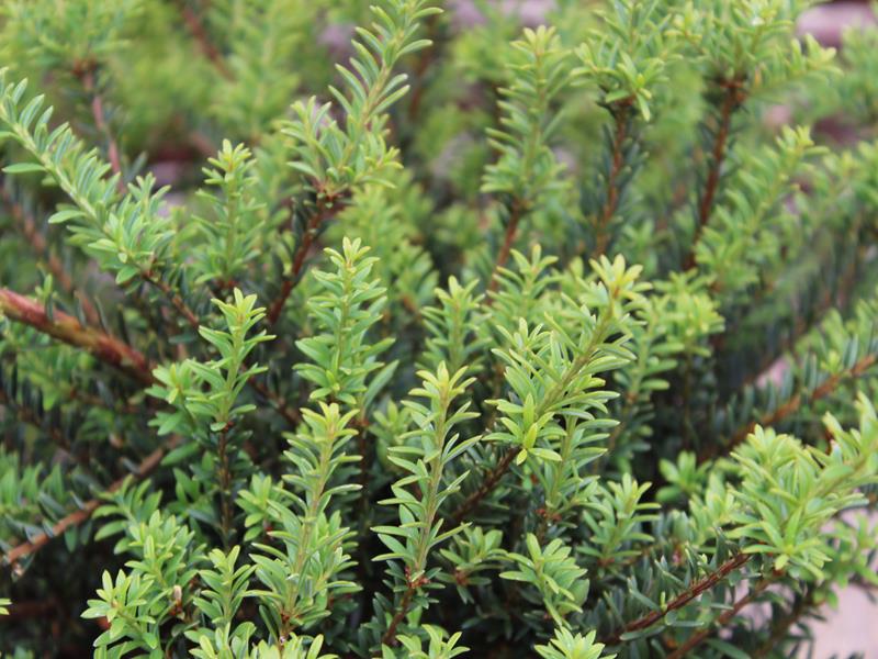Podocarpus x 'Young Rusty'-10123