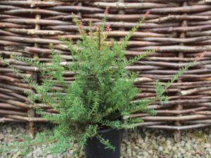 Podocarpus x 'Young Rusty'-0
