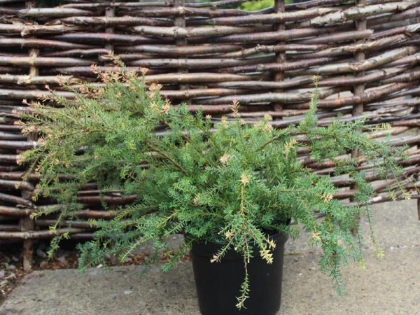 Podocarpus x 'County Park Fire'-0