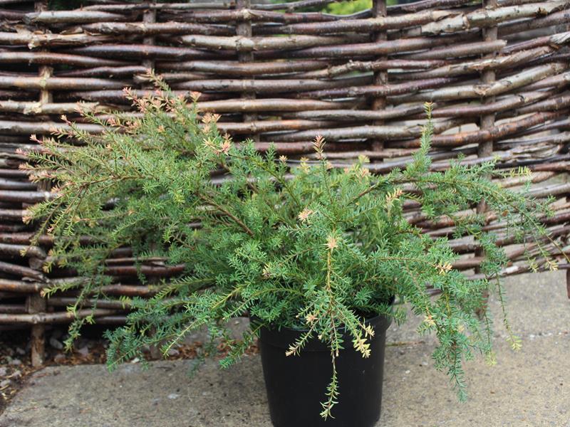 Podocarpus x 'County Park Fire'-0