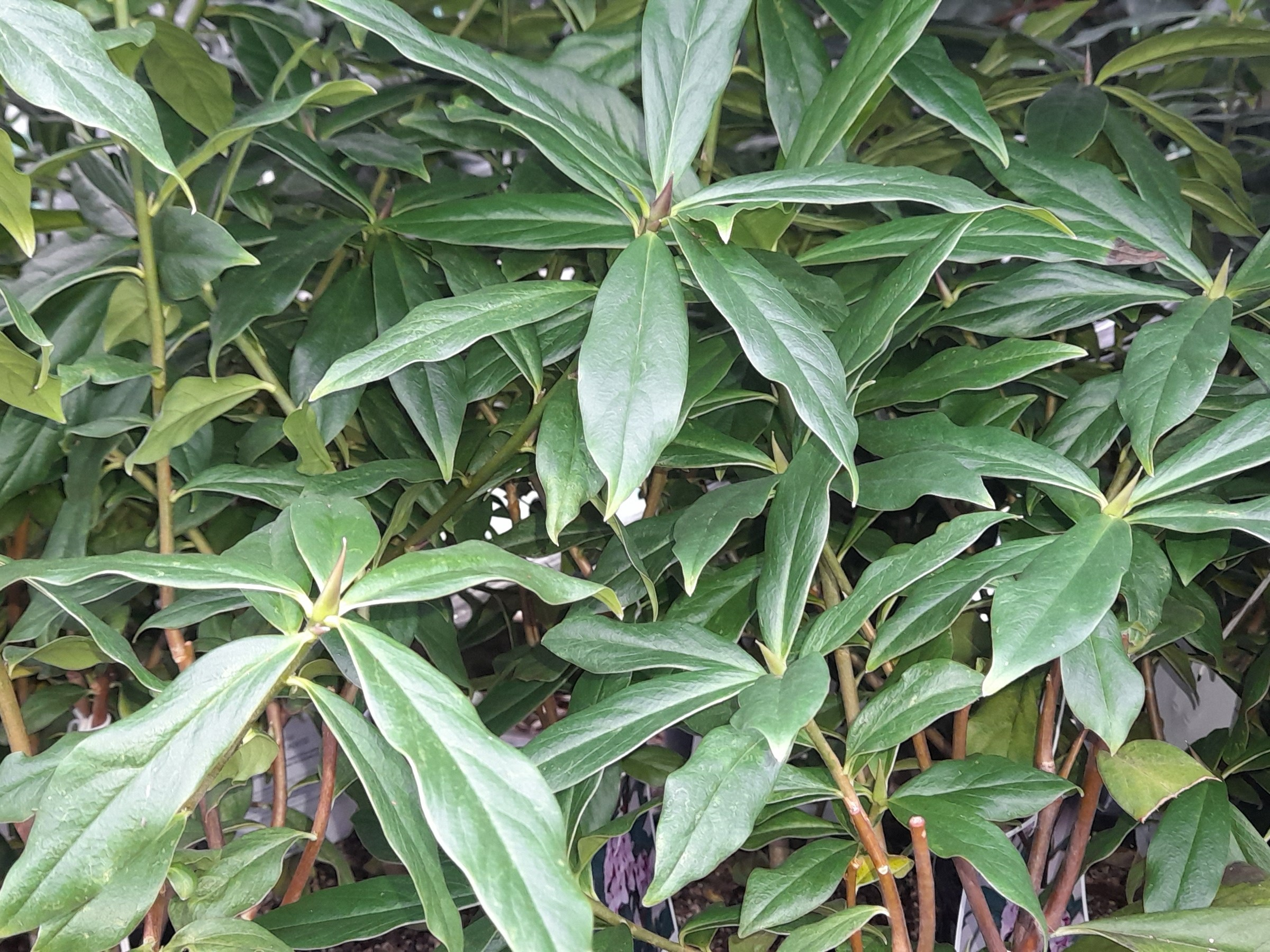 Daphne bholua ‘Jaqueline Postill’ (1 LITRE)-26548