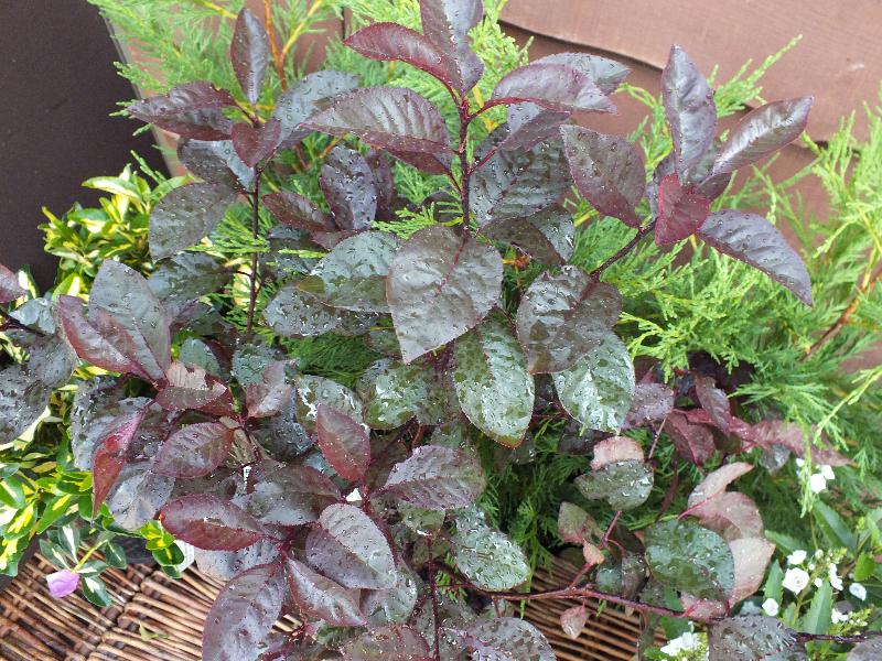 Prunus x cistena-10360