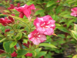 Weigela florida 'Moulin Rouge'-0