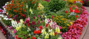 Wombourne Gardening Competition Results