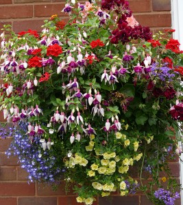 Best Hanging Basket: Mr. L. Clinton