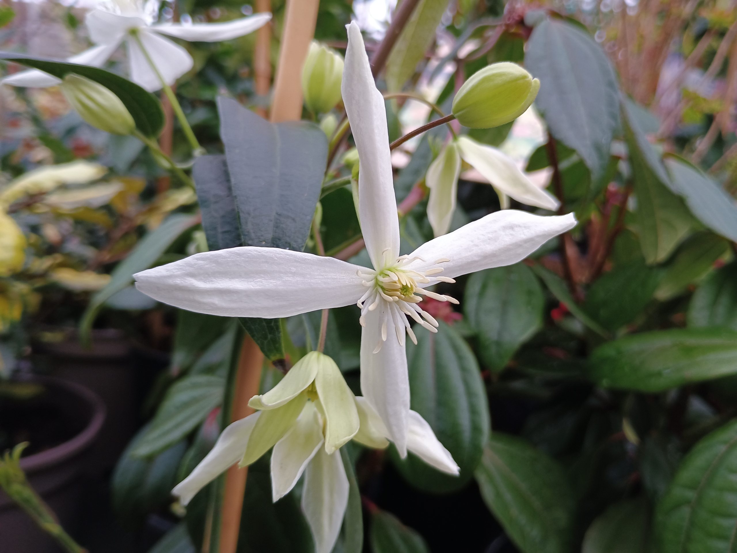 Clematis armandii 'Snowdrift'
