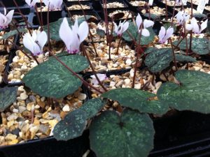 Cyclamen cyprium 'Galaxy'-0