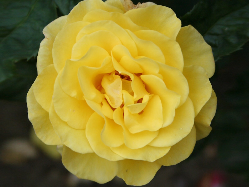 Rosa floribunda Happy Golden Wedding 'Frykeyno' (standard)-0