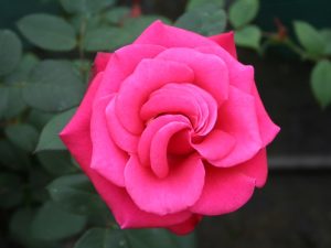 Rosa Hybrid Tea 'Timeless Charisma' (Standard)-0