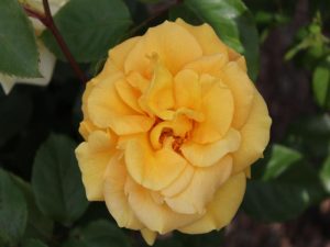Rosa floribunda Precious Gold 'Noa55504' (standard)-0