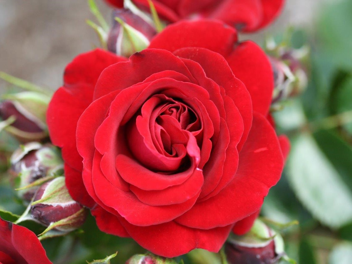 Rosa Ruby Romance 'Noa140715' (Patio Standard)-0