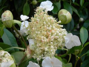 Hydrangea seemanii-0