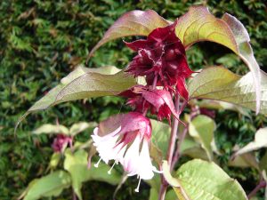 Leycesteria formosa 'Purple Rain'-0