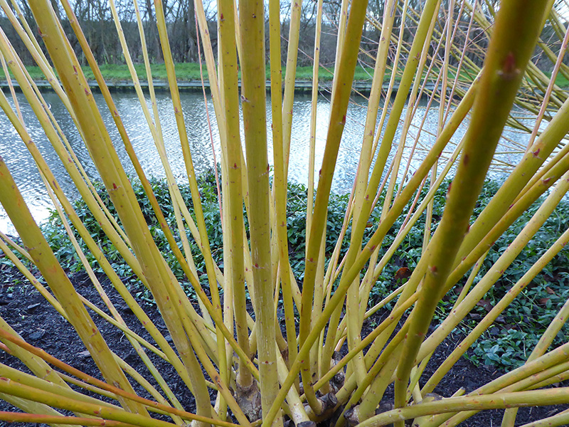 Salix alba 'Golden Ness'-0