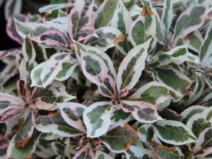 Weigela florida 'Monet'-0
