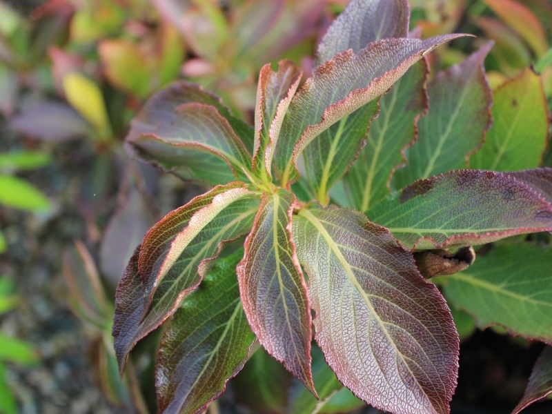 Weigela florida 'Pink Poppet'-0