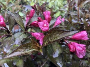 Weigela florida 'Foliis Purpureis'-0