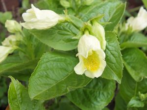Weigela middendorffiana 'Mont Blanc'-10429