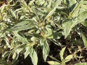 Weigela praecox 'Variegata'-0
