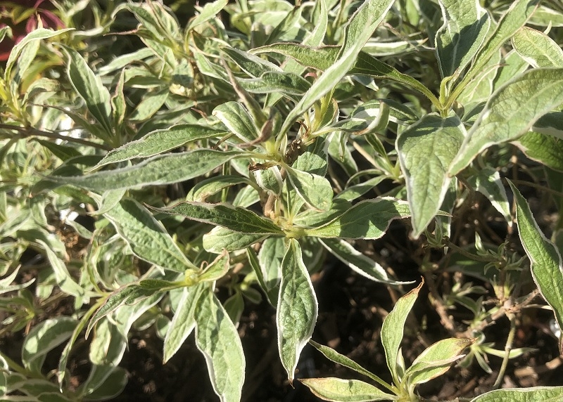 Weigela praecox 'Variegata'-0