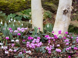 A drift of Cyclamen coum at the base of a birch tree.