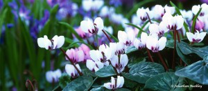 How to grow Cyclamen in the garden
