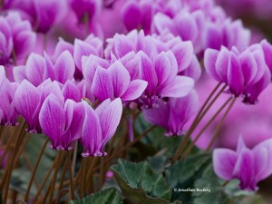 Cyclamen hederifolium Ruby Strain