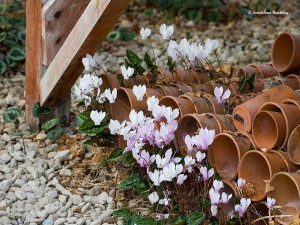 Cyclamen hederifolium seedlings under the potting bench