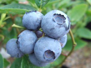 Blueberry 'Bluegold'-0