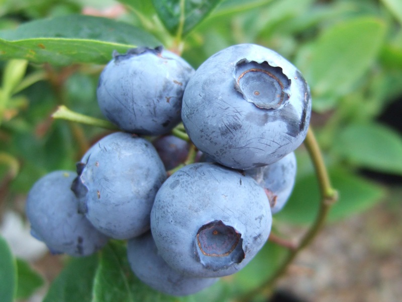 Blueberry 'Bluegold'-0