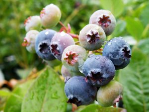 Blueberry 'Jersey'-0
