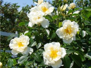 Rosa City of York-0