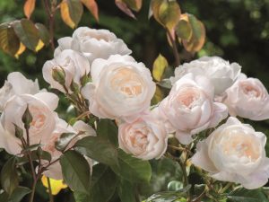 Rosa 'Desdemona' (Auskindling) -0
