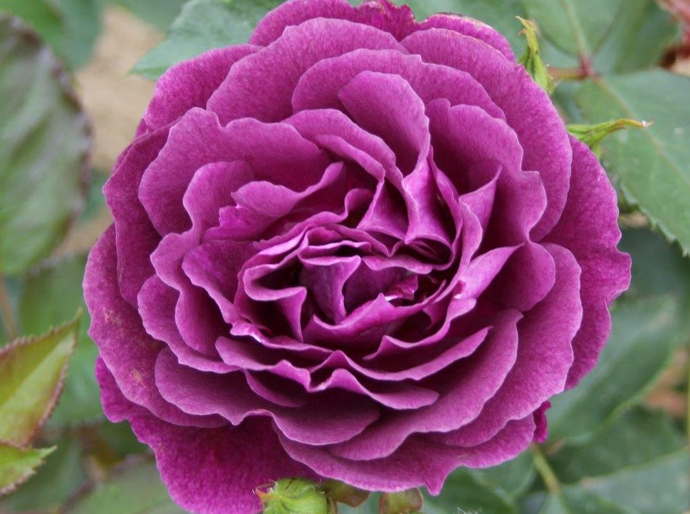 Rosa floribunda Ebb Tide 'Weksmopur'-0