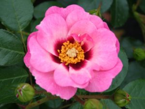 Rosa floribunda Eyes for You 'Pejbigeye'-0