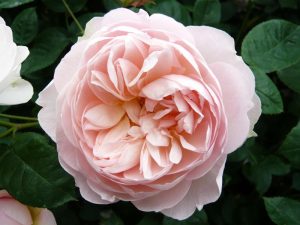 Rosa 'Gentle Hermione' (Ausrumba)-0