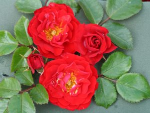Rosa floribunda Grandpa's Rose aka Canzonetta 'Noa84497D'-0