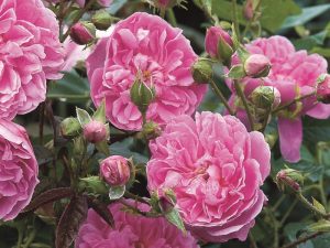 Rosa 'Harlow Carr' (Aushouse)-0