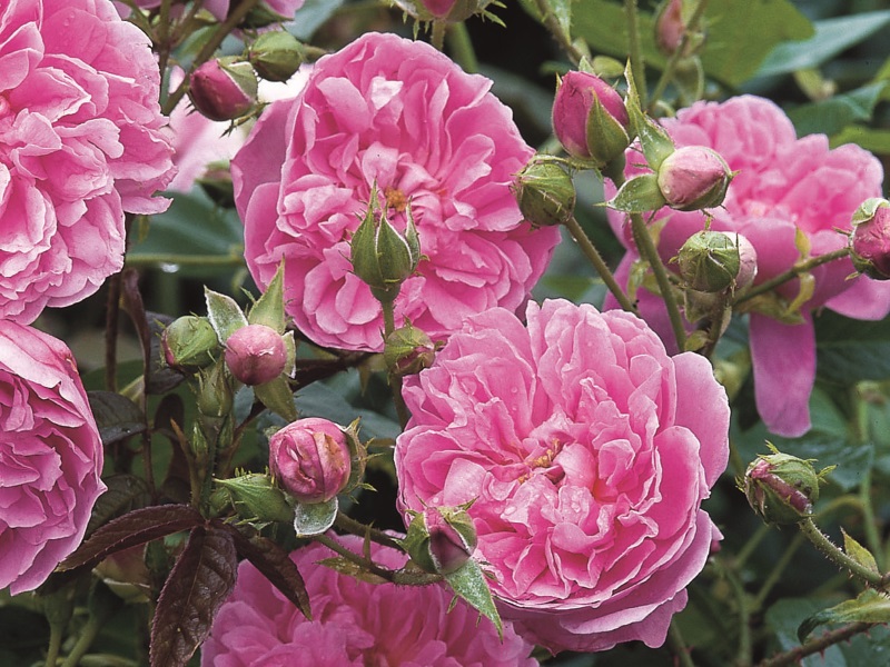 Rosa 'Harlow Carr' (Aushouse)-0