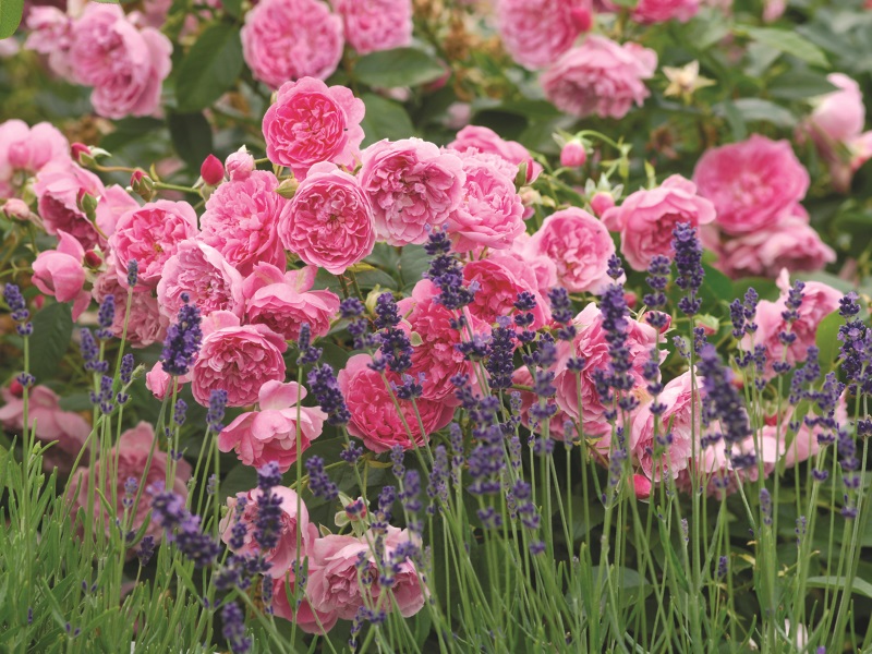 Rosa 'Harlow Carr' (Aushouse)-10839
