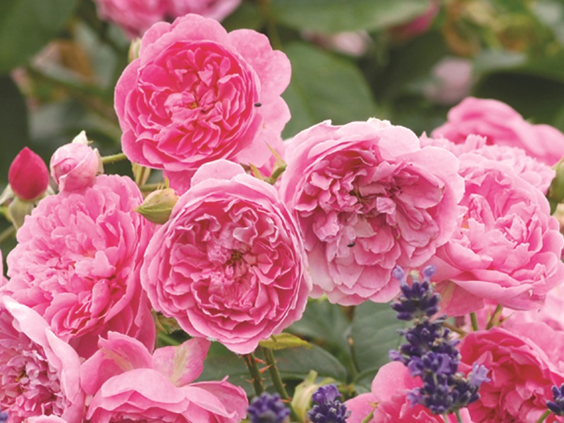 Rosa 'Harlow Carr' (Aushouse)-10840