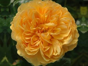 Rosa 'Leah Tutu'-0