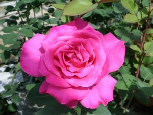 Rosa Hybrid Tea Pink Perfection 'Korpauria'-0