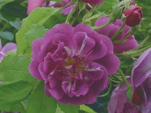Rosa 'Purple Skyliner'-0