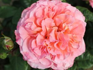 Rosa Hybrid Tea Rachel 'Tangust'-0