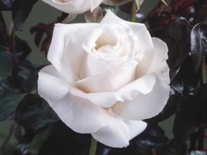 Rosa Hybrid Tea Remember 'Poulht001'-0
