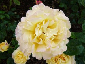 Rosa Hybrid Tea 'Peace'-0
