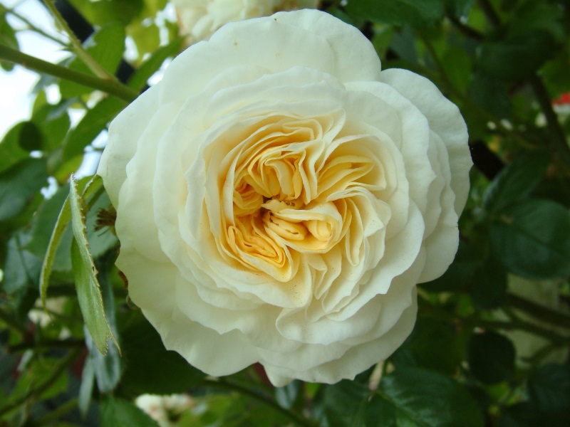 Rosa 'Clarence House'-0