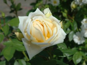 Rosa 'Countess of Wessex'-0